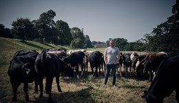 Somerset: Youngstock and beef grazing